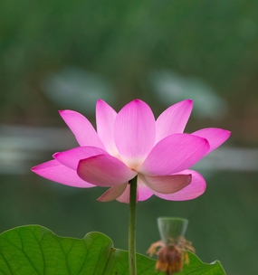 荷花塘粉色荷花绽放摄影图片